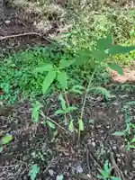 大宮温泉神社の自然