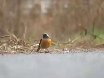 八幡神社の動物