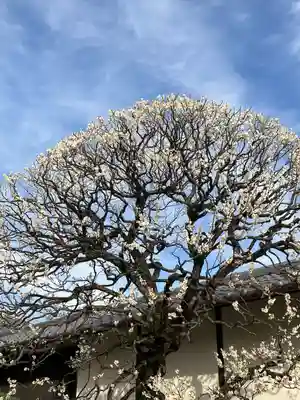 豪徳寺(東京都)