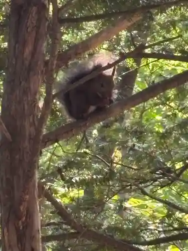 帯廣神社の動物
