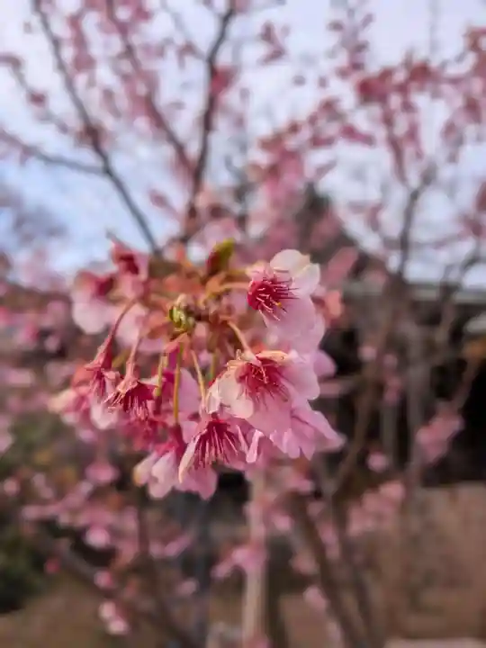 桜神宮(東京都)