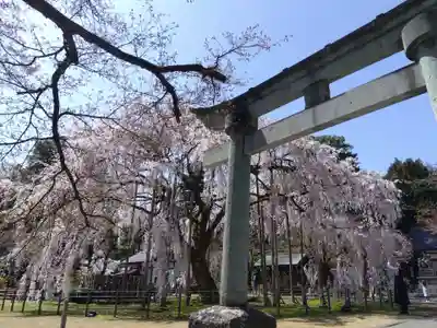 足羽神社の鳥居