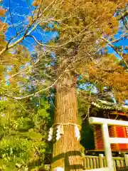 大杉神社の自然