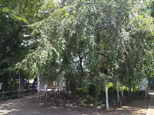 白岡八幡神社の庭園