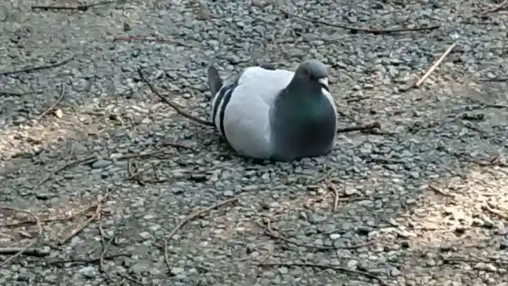 美濃輪稲荷神社(静岡県)