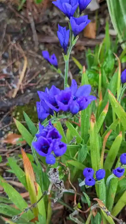 玉㳬寺(三重県)