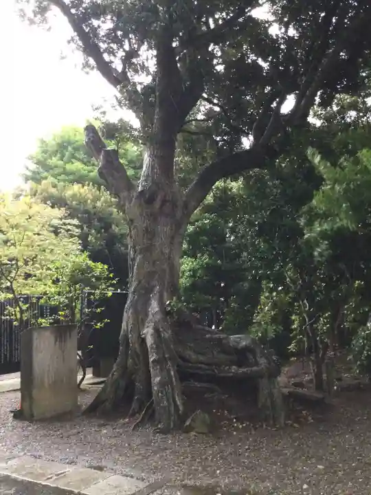 大洗磯前神社の自然
