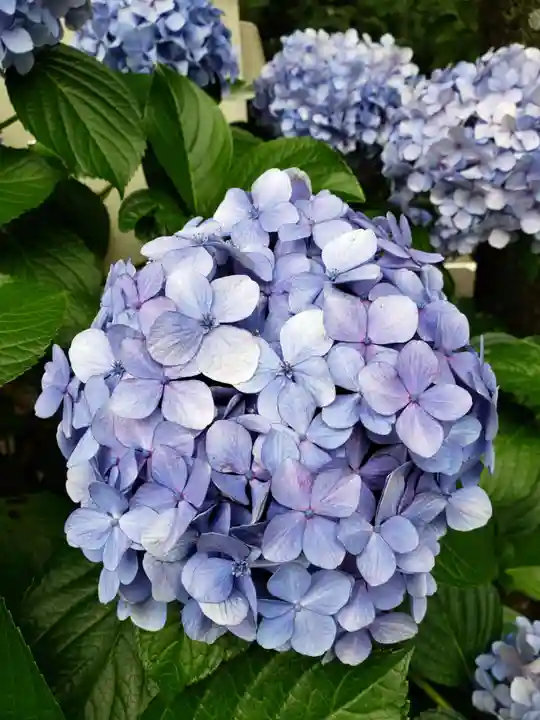 妙法寺(東京都)