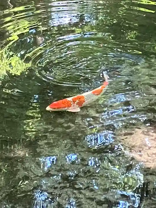 賀茂御祖神社(下鴨神社)(京都府)