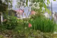 豊景神社の庭園