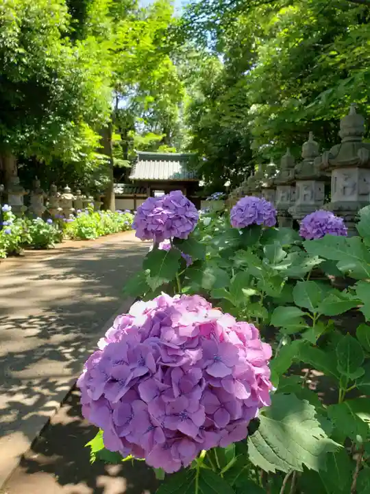 妙法寺(東京都)