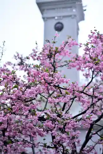 伊勢山皇大神宮の自然
