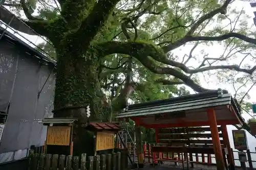 熊野那智大社の自然