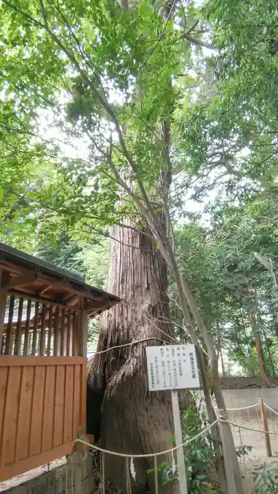 氷川神社(埼玉県)