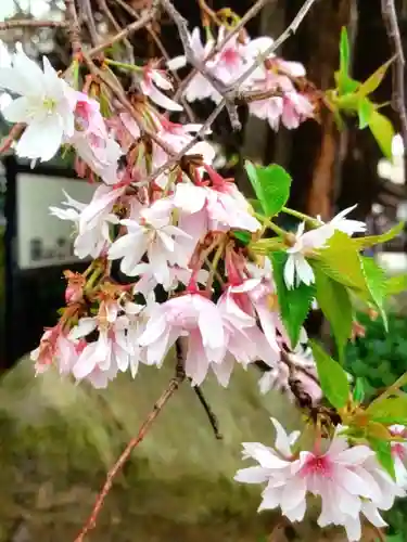 妙法寺(東京都)