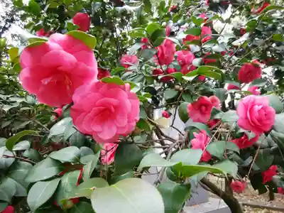 楠珺社(住吉大社末社)の自然