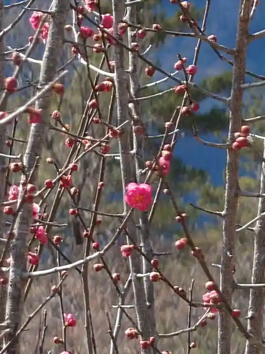 宝登山神社奥宮(埼玉県)