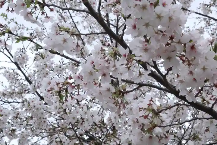 喜多院の{uncategorized: "未分類", other: "その他", undefined: "問題あり", building: "その他建物", grave: "お墓", sacred_gate: "鳥居", guardian: "狛犬", statue: "像", buddha: "仏像", history: "歴史", nature: "自然", garden: "庭園", animal: "動物", pagoda: "塔", temizu: "手水舎", mountain_gate: "山門・神門", sanctuary: "本殿・本堂", subordinate: "末社・摂社", art: "芸術", scenery: "景色", jizo: "地蔵", ema: "絵馬", goshuin: "御朱印", omikuji: "おみくじ", items: "授与品その他", amulet: "お守り", goshuincho: "御朱印帳", eats: "食事", festival: "お祭り", votive_dance: "神楽", shichigosan: "七五三参", wedding: "結婚式", experience: "体験その他", initially: "初詣", around: "周辺", anti_infection: "感染症対策"}