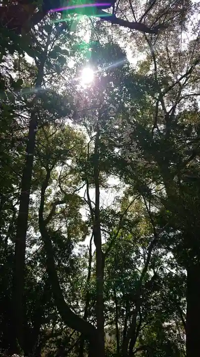 大平八幡宮の自然