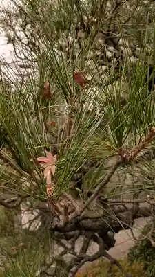 宝蔵寺(京都府)