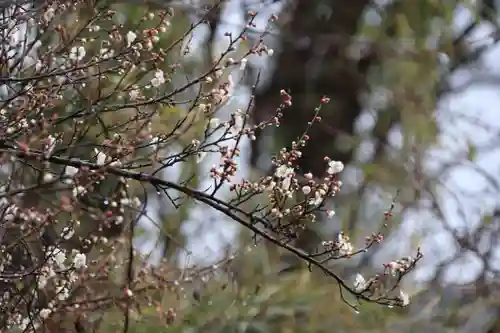 阿久津「田村神社」（郡山市阿久津町）旧社名：伊豆箱根三嶋三社の自然