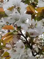 長勝院の{uncategorized: "未分類", other: "その他", undefined: "問題あり", building: "その他建物", grave: "お墓", sacred_gate: "鳥居", guardian: "狛犬", statue: "像", buddha: "仏像", history: "歴史", nature: "自然", garden: "庭園", animal: "動物", pagoda: "塔", temizu: "手水舎", mountain_gate: "山門・神門", sanctuary: "本殿・本堂", subordinate: "末社・摂社", art: "芸術", scenery: "景色", jizo: "地蔵", ema: "絵馬", goshuin: "御朱印", omikuji: "おみくじ", items: "授与品その他", amulet: "お守り", goshuincho: "御朱印帳", eats: "食事", festival: "お祭り", votive_dance: "神楽", shichigosan: "七五三参", wedding: "結婚式", experience: "体験その他", initially: "初詣", around: "周辺", anti_infection: "感染症対策"}