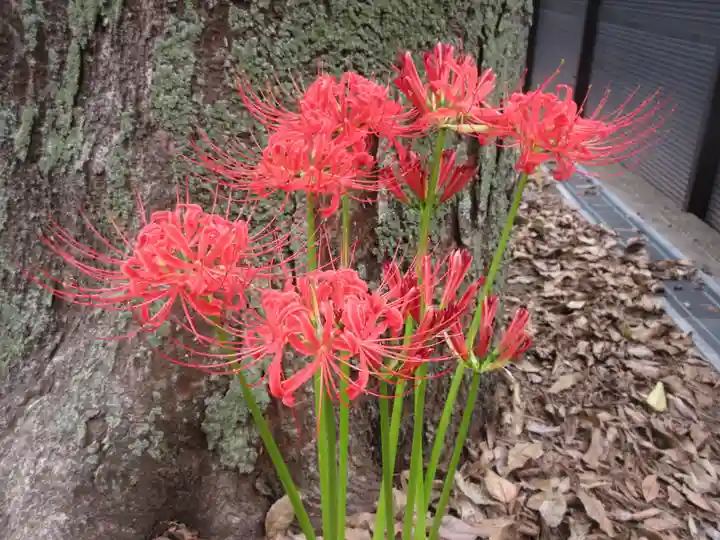 日枝神社の自然