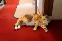 秩父札所十三番 慈眼寺(埼玉県)