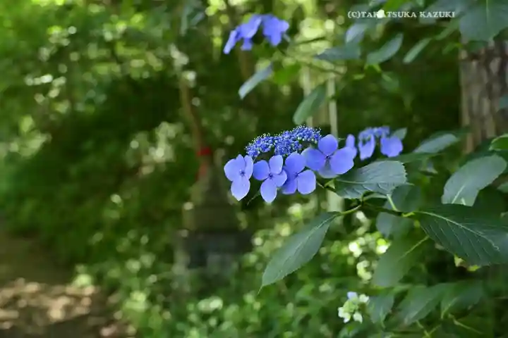 高幡不動尊 金剛寺(東京都)