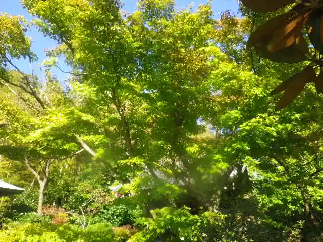 浄光明寺の自然