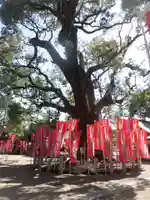 住吉大社の自然