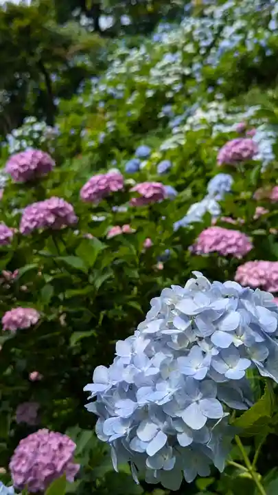 善峯寺(京都府)