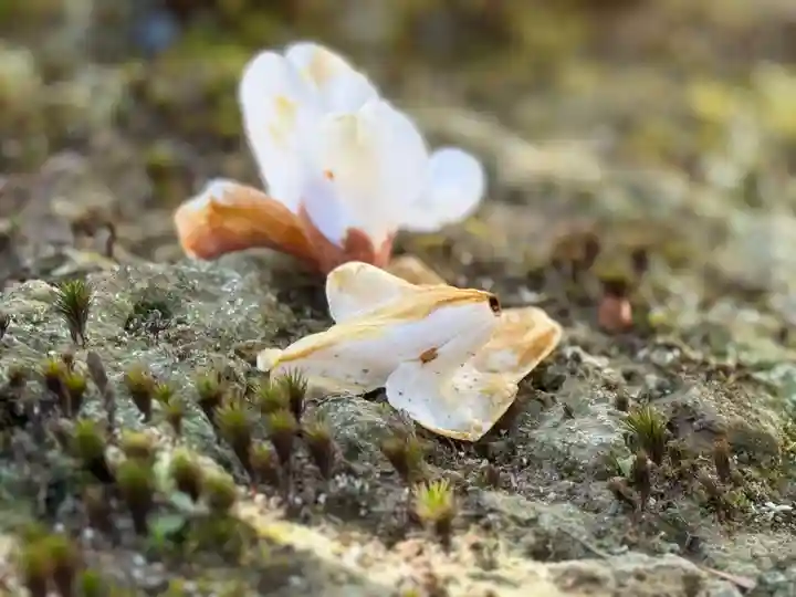 西方山極楽寺(岐阜県)