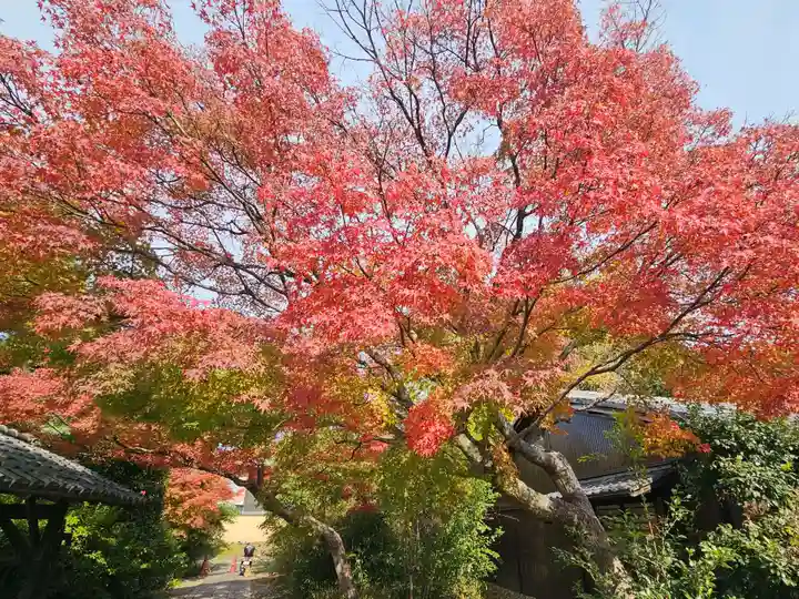 養源院(京都府)