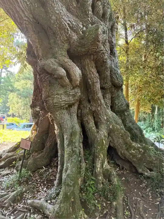 大杉神社(茨城県)