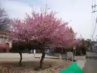 栗原天神社の自然