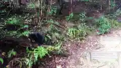 玉野御嶽神社の動物