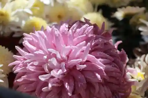 豊景神社の手水舎