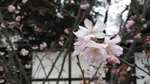 平野神社の自然