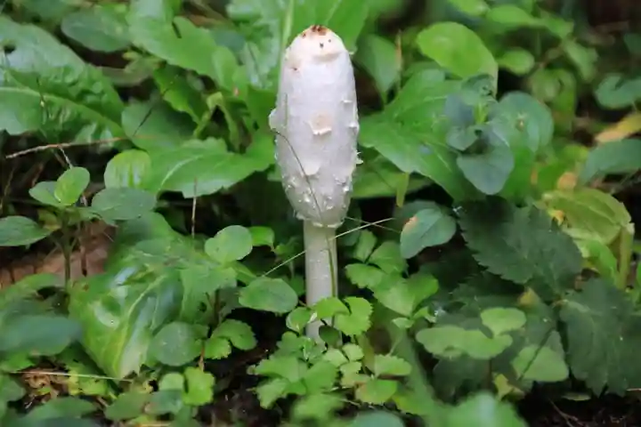 鹿島大神宮の自然