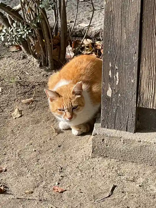 大江神社の動物