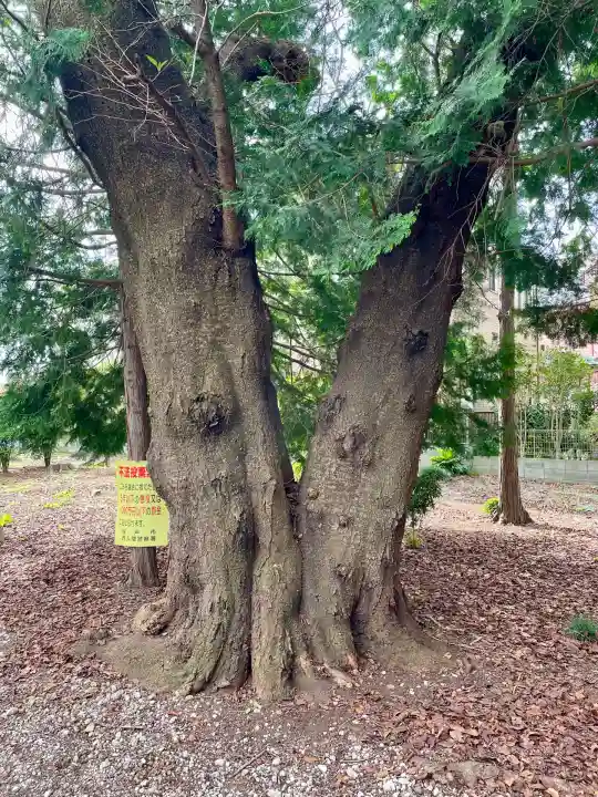 関間神明神社(埼玉県)