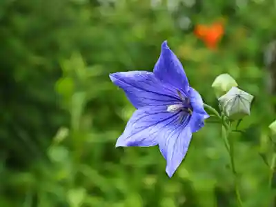 一宮神社の自然