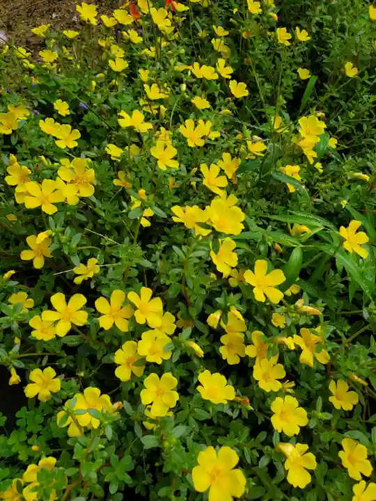 高司神社〜むすびの神の鎮まる社〜(福島県)