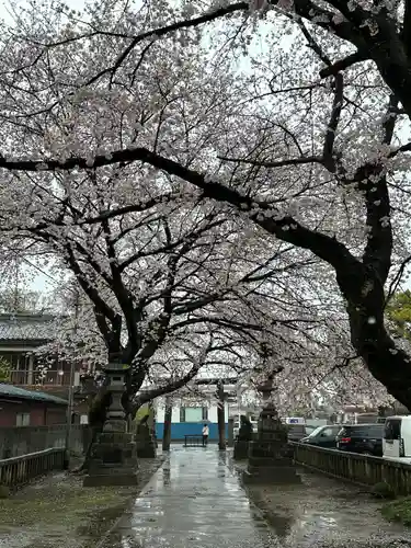 前玉神社(埼玉県)