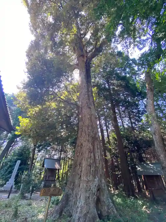 岩戸見神社の自然