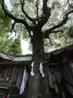 若一神社の自然