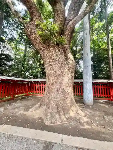 筥崎宮(福岡県)