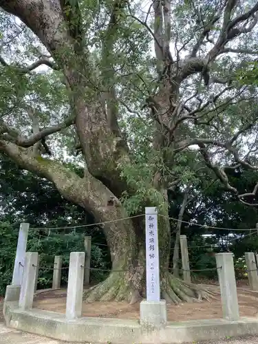 高田八幡神社の自然