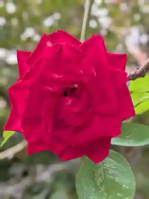 乃木神社(東京都)